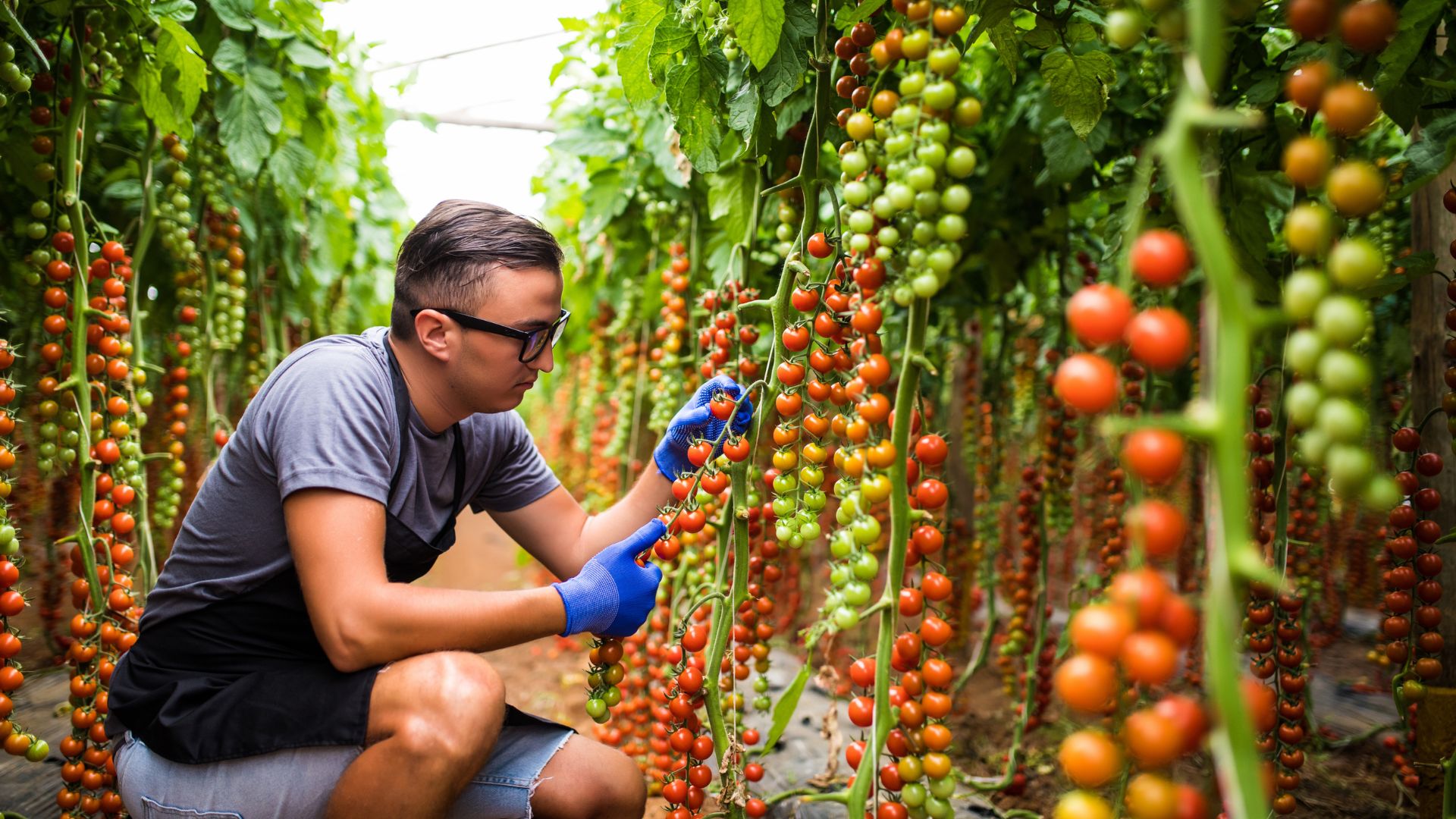 ¿Cuánto Gana un Ingeniero Agrónomo en Argentina?