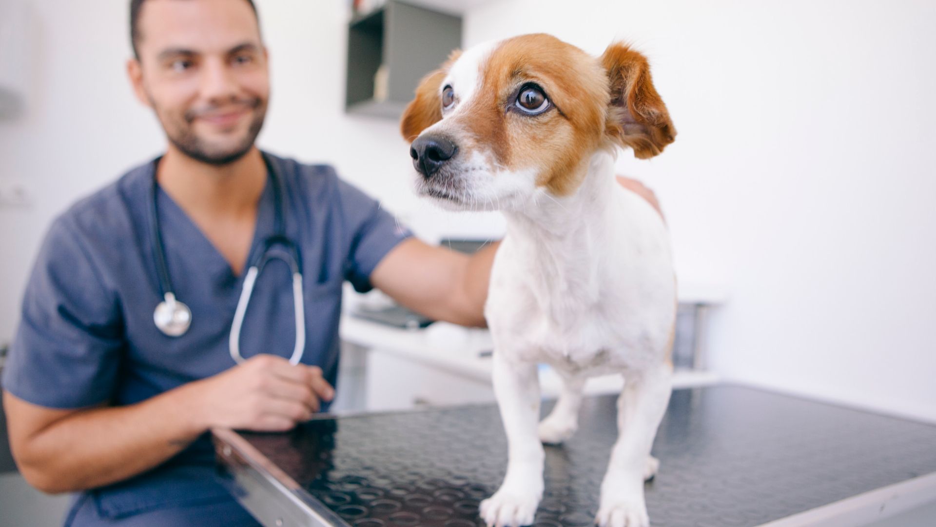 ¿Cuánto Gana un Veterinario en Argentina?